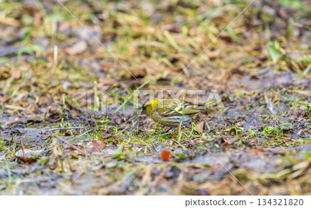 A male Eurasian siskin sits on the ground covered with dry leaves and grass. Carduelis spinus. song bird in the nature habitat. A male Eurasian siskin sits on the ground covered with dry leaves and grass. Carduelis spinus. song bird in the nature habitat. 134321820