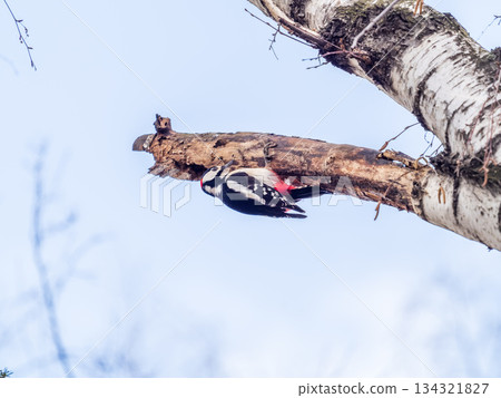 Little woodpecker sits on a tree trunk. The great spotted woodpecker, Dendrocopos major 134321827