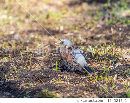 A fieldfare chick, Turdus pilaris, has left the nest and sitting on the spring lawn. A fieldfare chick sits on the ground and waits for food from its parents. A fieldfare chick, Turdus pilaris, has left the nest and sitting on the spring lawn. A fieldfare chick sits on the ground and waits for food from its parents. 134321841