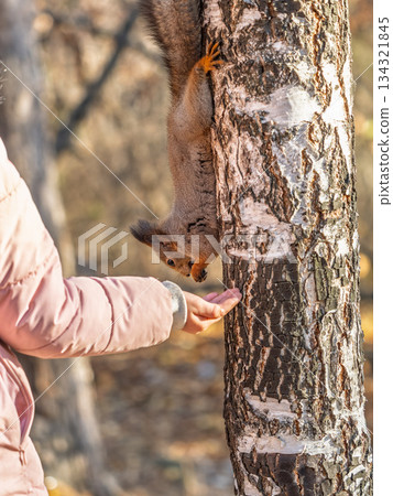 Girl feeds a squirrel with nuts in an autumn park. Girl feeds a squirrel with nuts in an autumn park. 134321845