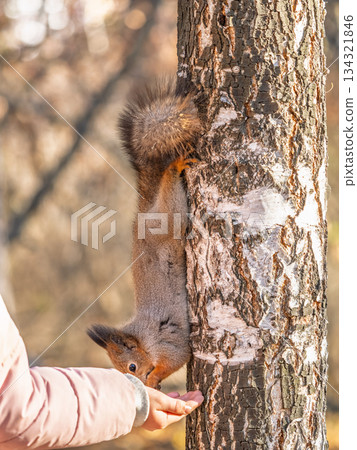 Girl feeds a squirrel with nuts in an autumn park. Girl feeds a squirrel with nuts in an autumn park. 134321846