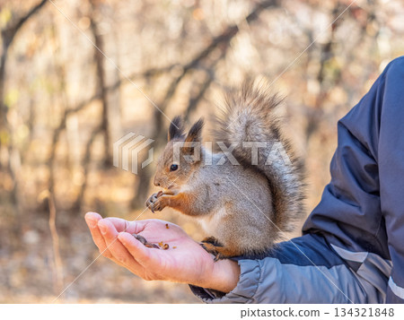A squirrel in the spring or autumn eats nuts from a human hand. Eurasian red squirrel, Sciurus vulgaris A squirrel in the spring or autumn eats nuts from a human hand. Eurasian red squirrel, Sciurus vulgaris 134321848
