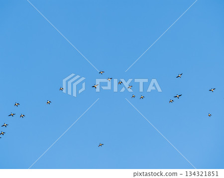 Flock of geese in flight Flock of geese in flight 134321851