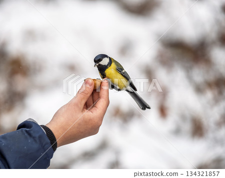 A tit sits on a man's hand and eats seeds. A tit sits on a man's hand and eats seeds. 134321857