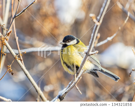 Cute bird Great tit, songbird sitting on the nice branch with beautiful autumn background Cute bird Great tit, songbird sitting on the nice branch with beautiful autumn background 134321858