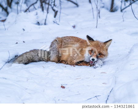 European Red Fox (Vulpes vulpes) in winter forest European Red Fox (Vulpes vulpes) in winter forest 134321861