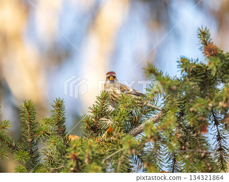 Common redpoll female, cute bird with bright red patch on its forehead sits on tree branch without leaves in sunny spring day. 134321864