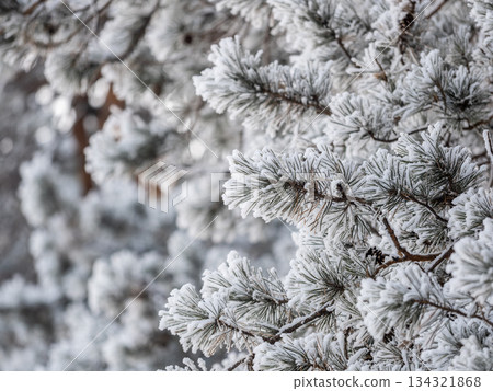 Pine branch with needles is covered with snow in the sunset light Pine branch with needles is covered with snow in the sunset light 134321868