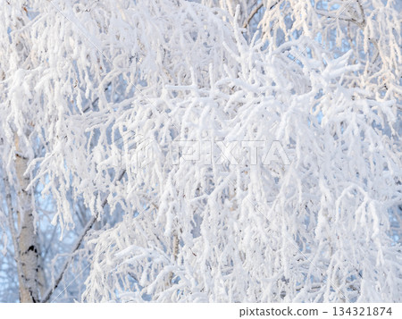 Tree branches in winter covered with snow and frost in snowfall. Frozen tree branches. 134321874