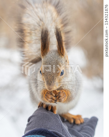 Squirrel eats nuts from a man's hand. Caring for animals in winter or autumn. Squirrel eats nuts from a man's hand. Caring for animals in winter or autumn. 134321876