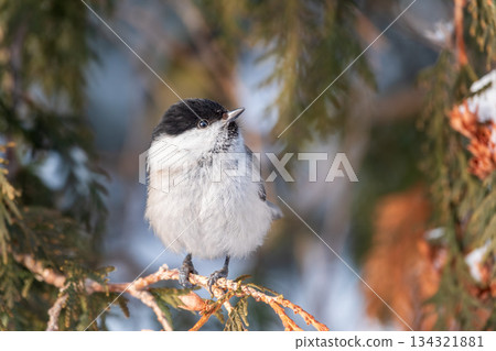 Cute bird the willow tit, song bird sitting on the fir branch with snow in winter 134321881