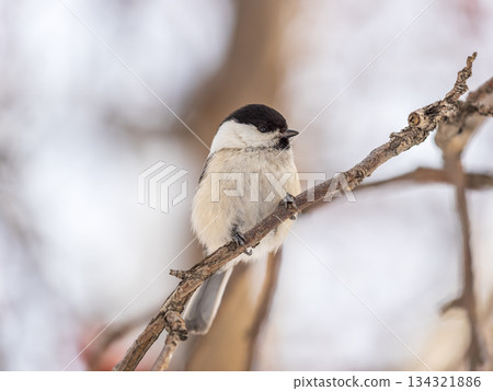 Cute bird the willow tit, song bird sitting on a branch without leaves in the winter. Cute bird the willow tit, song bird sitting on a branch without leaves in the winter. 134321886