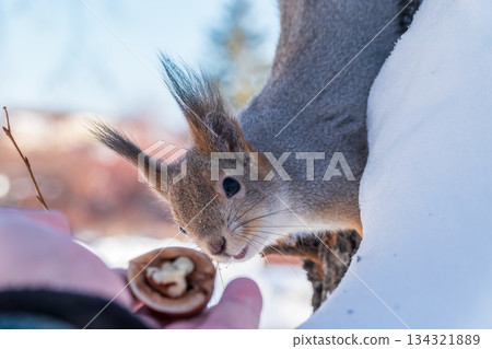 Squirrel eats nuts from a man's hand. Caring for animals in winter or autumn. 134321889