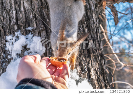 Squirrel eats nuts from a man's hand. Caring for animals in winter or autumn. 134321890