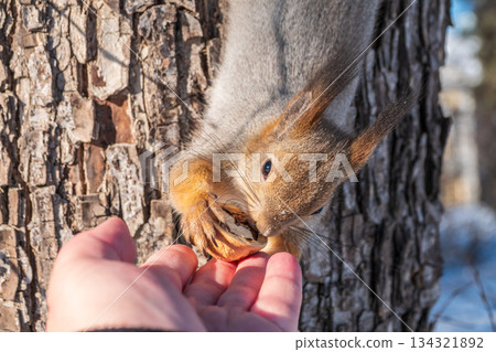 Squirrel eats nuts from a man's hand. Caring for animals in winter or autumn. Squirrel eats nuts from a man's hand. Caring for animals in winter or autumn. 134321892