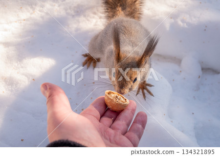 Squirrel eats nuts from a man's hand. Caring for animals in winter or autumn. 134321895