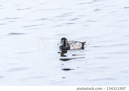 Drake Greater scaup swimming on a pond. 134321897