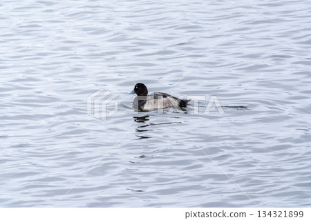 Drake Greater scaup swimming on a pond. Drake Greater scaup swimming on a pond. 134321899