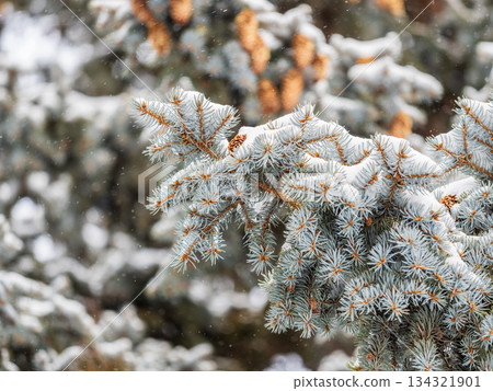 Green fir branches in winter covered with snow Green fir branches in winter covered with snow 134321901