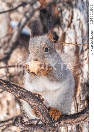 The squirrel with nut sits on tree in the winter or late autumn 134321908