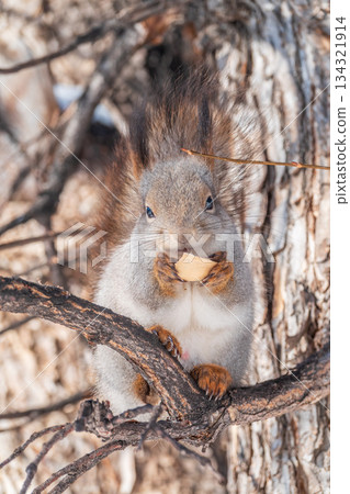 The squirrel with nut sits on tree in the winter or late autumn The squirrel with nut sits on tree in the winter or late autumn 134321914