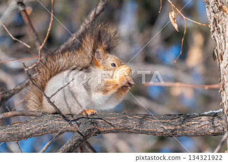 The squirrel with nut sits on tree in the winter or late autumn The squirrel with nut sits on tree in the winter or late autumn 134321922