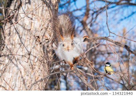 The squirrel sits on a branches without leaves in the winter or autumn The squirrel sits on a branches without leaves in the winter or autumn 134321940