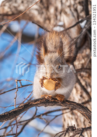 The squirrel with nut sits on tree in the winter or late autumn The squirrel with nut sits on tree in the winter or late autumn 134321951