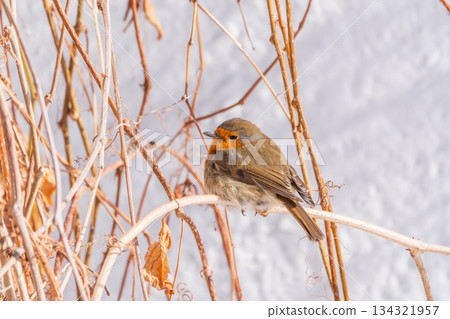 Cute bird the European Robin, Erithacus rubecula. sitting on the tree branch in winter. 134321957