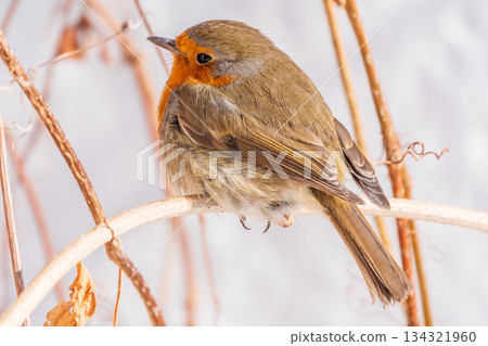 Cute bird the European Robin, Erithacus rubecula. sitting on the tree branch in winter. Cute bird the European Robin, Erithacus rubecula. sitting on the tree branch in winter. 134321960