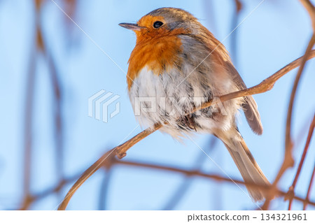Cute bird the European Robin, Erithacus rubecula. sitting on the tree branch in winter. Cute bird the European Robin, Erithacus rubecula. sitting on the tree branch in winter. 134321961