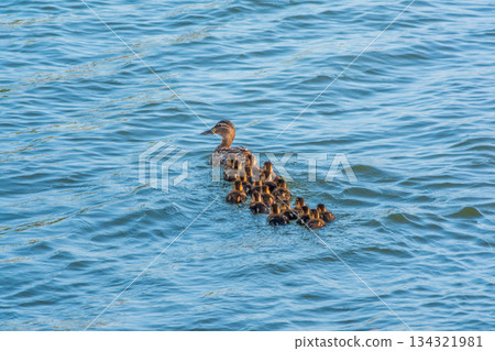 A family of ducks, a duck and its little ducklings are swimming in the water. The duck takes care of its newborn ducklings. Mallard, lat. Anas platyrhynchos A family of ducks, a duck and its little ducklings are swimming in the water. The duck takes care of its newborn ducklings. Mallard, lat. Anas platyrhynchos 134321981