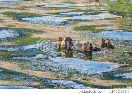 Eurasian Coot with Chicks Swimming on Lake Eurasian Coot with Chicks Swimming on Lake 134321984