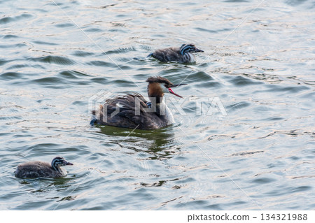 The water bird Great crested Grebe, Podiceps cristatus, swimming in the lake, and its cute babies riding on its back The water bird Great crested Grebe, Podiceps cristatus, swimming in the lake, and its cute babies riding on its back 134321988