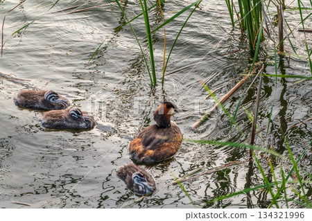 The waterfowl bird, great crested grebe with chick, swimming in the lake. The waterfowl bird, great crested grebe with chick, swimming in the lake. 134321996