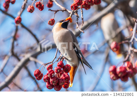 Bohemian Waxwing, Bombycilla garrulus, sitting on the bush and feeding on wild red apples in winter or early spring time. 134322001