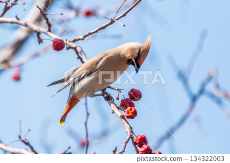 Bohemian Waxwing, Bombycilla garrulus, sitting on the bush and feeding on wild red apples in winter or early spring time. 134322003