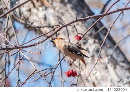 Bohemian Waxwing, Bombycilla garrulus, sitting on the bush and feeding on wild red apples in winter or early spring time. 134322004