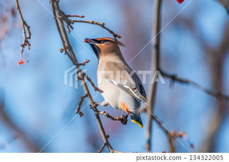 Bohemian Waxwing, Bombycilla garrulus, sitting on the bush and feeding on wild red apples in winter or early spring time. 134322005