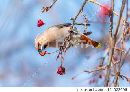 Bohemian Waxwing, Bombycilla garrulus, sitting on the bush and feeding on wild red apples in winter or early spring time. Bohemian Waxwing, Bombycilla garrulus, sitting on the bush and feeding on wild red apples in winter or early spring time. 134322006