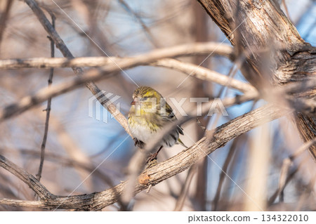 Eurasian siskin male, latin name spinus spinus, sitting on branch of tree. Cute little yellow songbird. 134322010