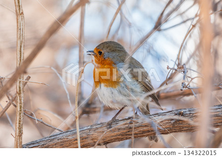Cute bird the European Robin, Erithacus rubecula. sitting on the tree branch in winter. 134322015