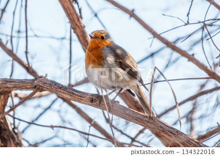 Cute bird the European Robin, Erithacus rubecula. sitting on the tree branch in winter. Cute bird the European Robin, Erithacus rubecula. sitting on the tree branch in winter. 134322016