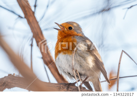 Cute bird the European Robin, Erithacus rubecula. sitting on the tree branch in winter. Cute bird the European Robin, Erithacus rubecula. sitting on the tree branch in winter. 134322017
