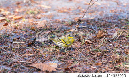 A male Eurasian siskin sits on the ground covered with dry leaves and grass. Carduelis spinus. song bird in the nature habitat. 134322023