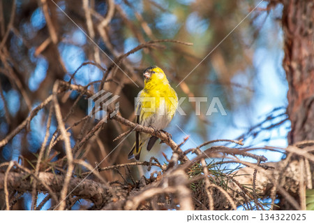 Eurasian siskin male, latin name spinus spinus, sitting on branch of tree. Cute little yellow songbird. 134322025