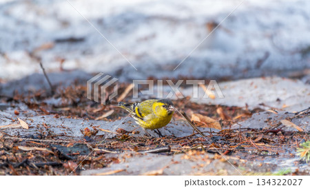 A male Eurasian siskin sits on the ground covered with dry leaves and grass. Carduelis spinus. song bird in the nature habitat. 134322027
