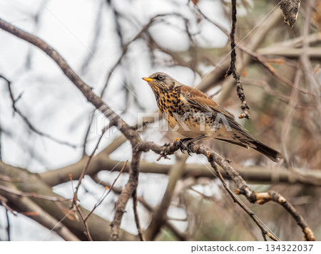 Fieldfare is sitting on branch in winter or autumn blurred background. 134322037