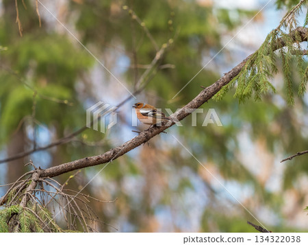 Common chaffinch, Fringilla coelebs, sits on a branch in spring on green background. Common chaffinch in wildlife. 134322038