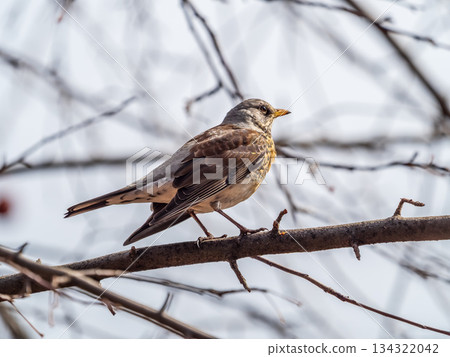 Fieldbird sits on a branch in spring with a blurred background. 134322042